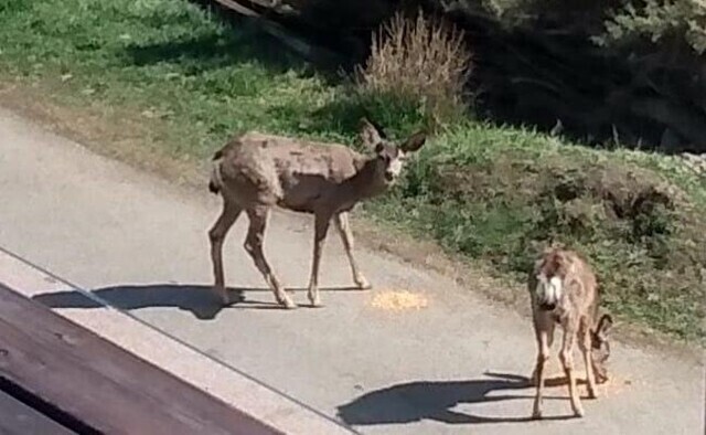 City of Vernon reminding people feeding wildlife is prohibited