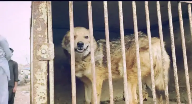 Fox rescued from the Eid Mela at Kala Pul. PHOTO: EXPRESS