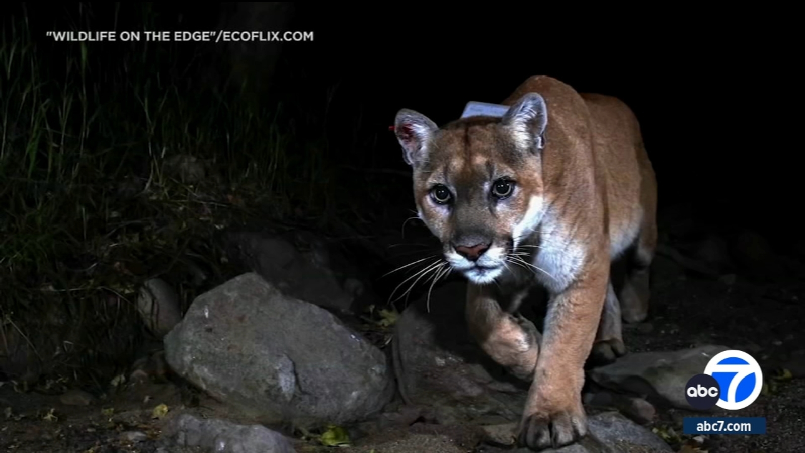 New documentary highlights LA’s wildlife, mountain lion P-22 and new crossing over 101 Freeway