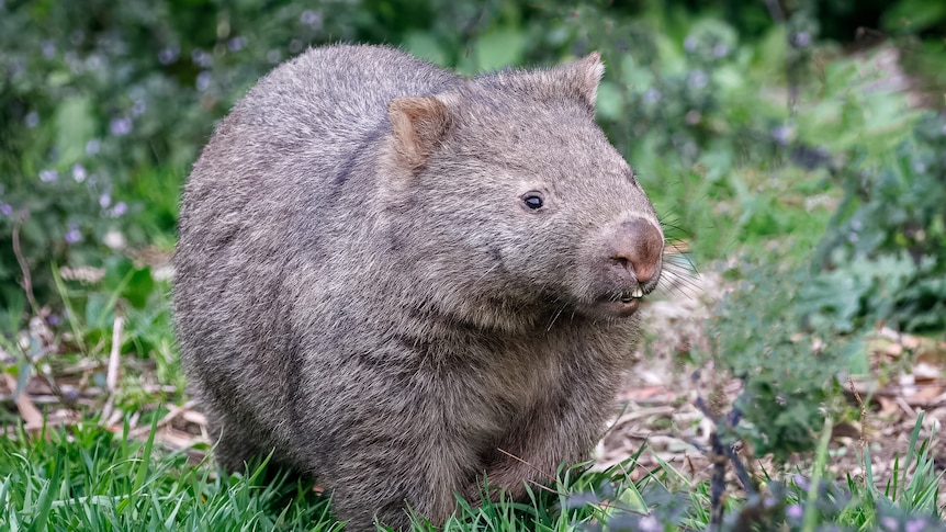 Do you know who’s visiting your garden at night?