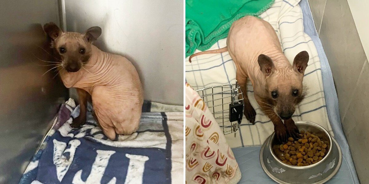 Mystery Animal Arrives At Shelter — Then Rescuers Realize Who She Actually Is