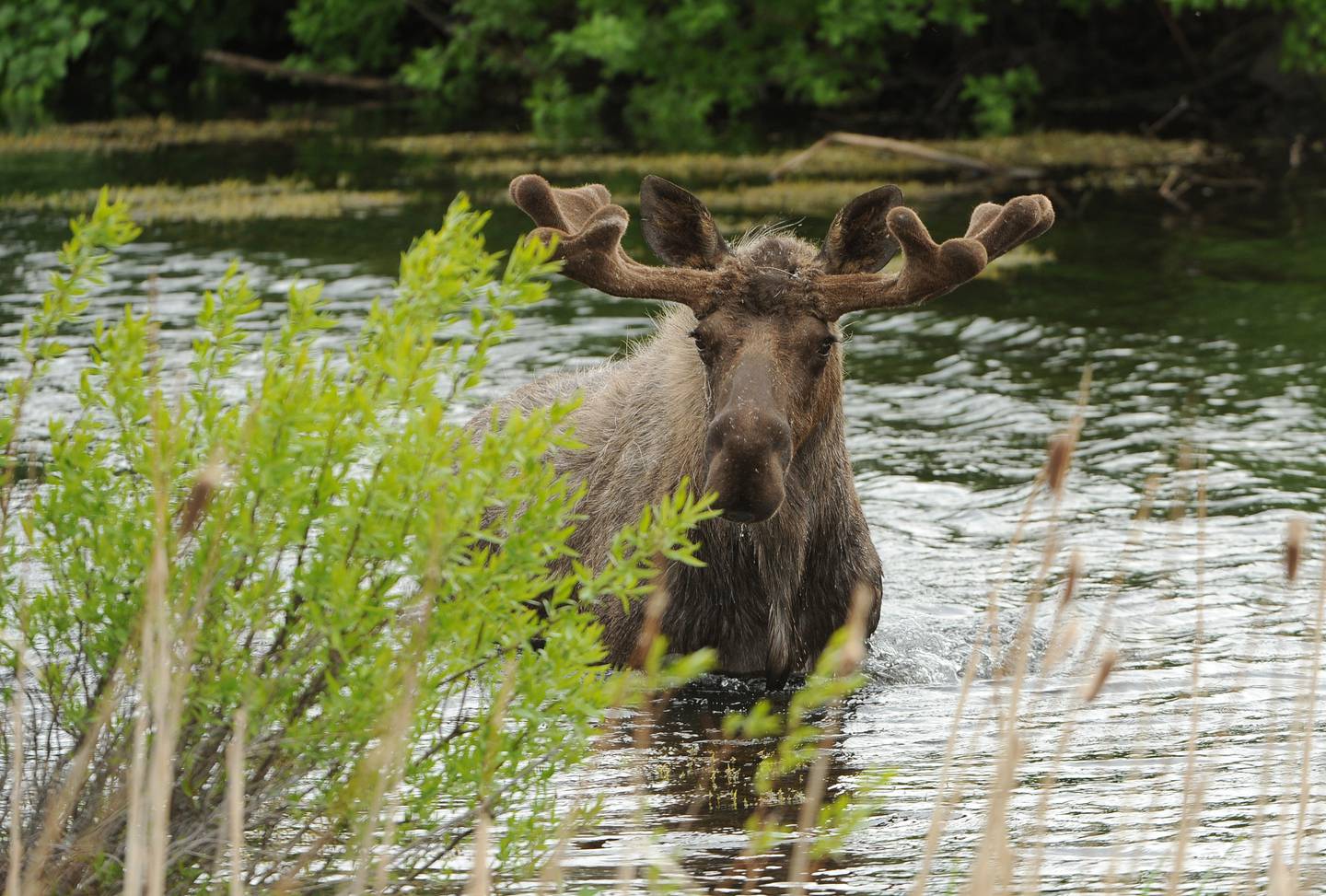 From tiny critters to big bears, here’s how to see Alaska’s wildlife safely