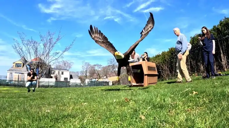 A bald eagle released after treatment at the Wildlife Center...