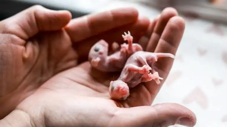 Baby possums at the Evelyn Alexander Wildlife Rescue Center in...