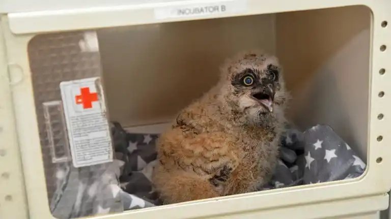 A great horned owlet in an incubator at Sweetbriar.