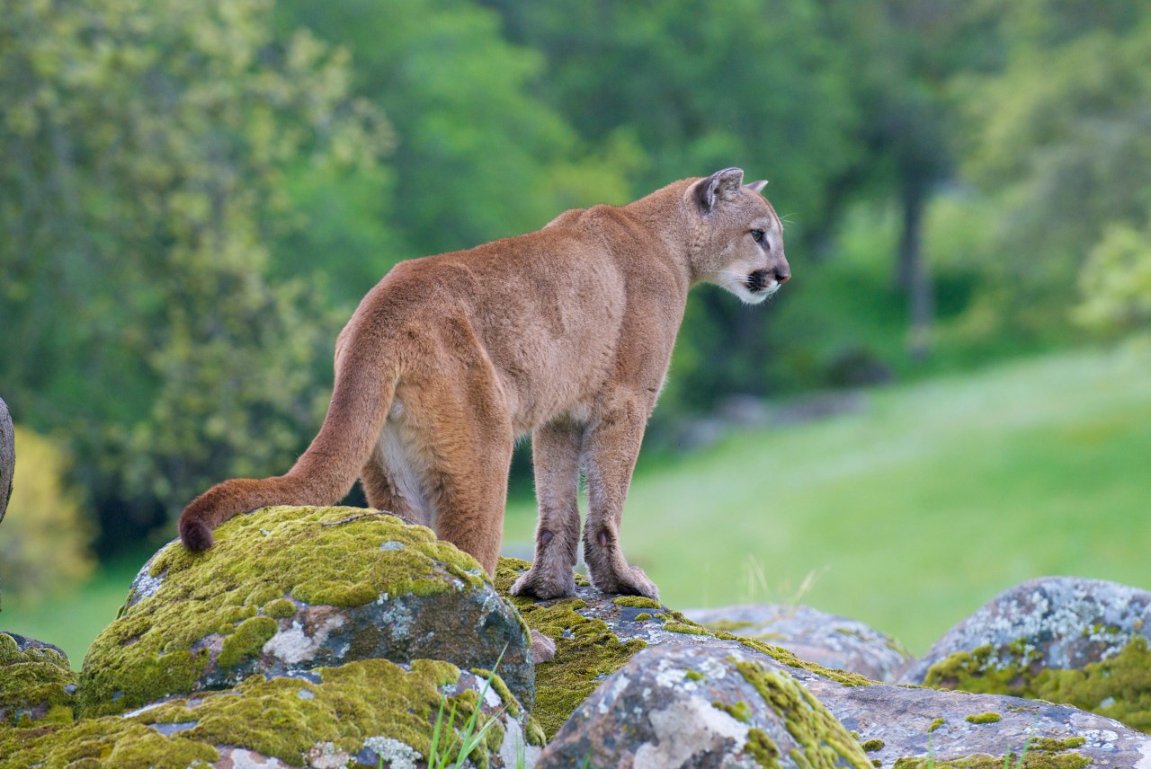 These are the animals in California capable of causing human-wildlife conflicts, CDFW says