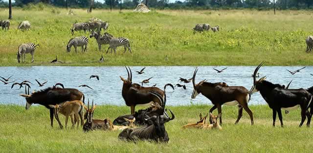 Mbire community embarks on wildlife conservation