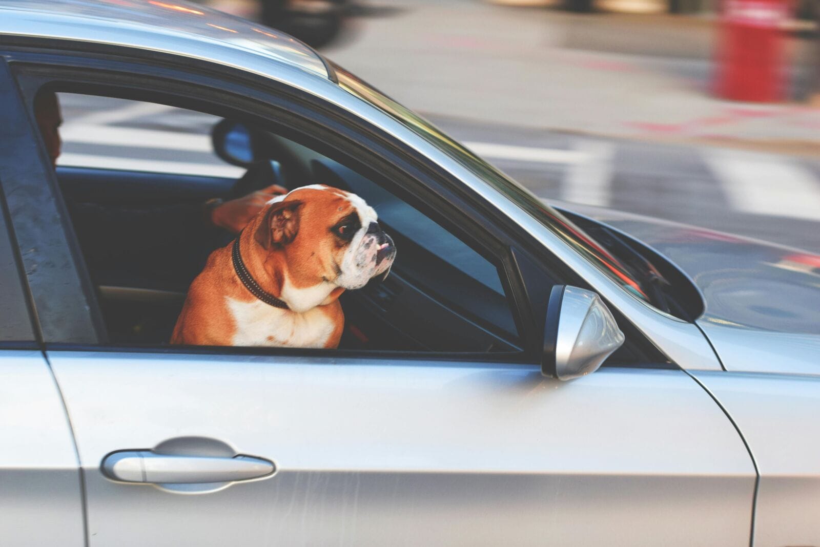 Taking your pet for a road trip? Get these 5 must-have travel gadgets