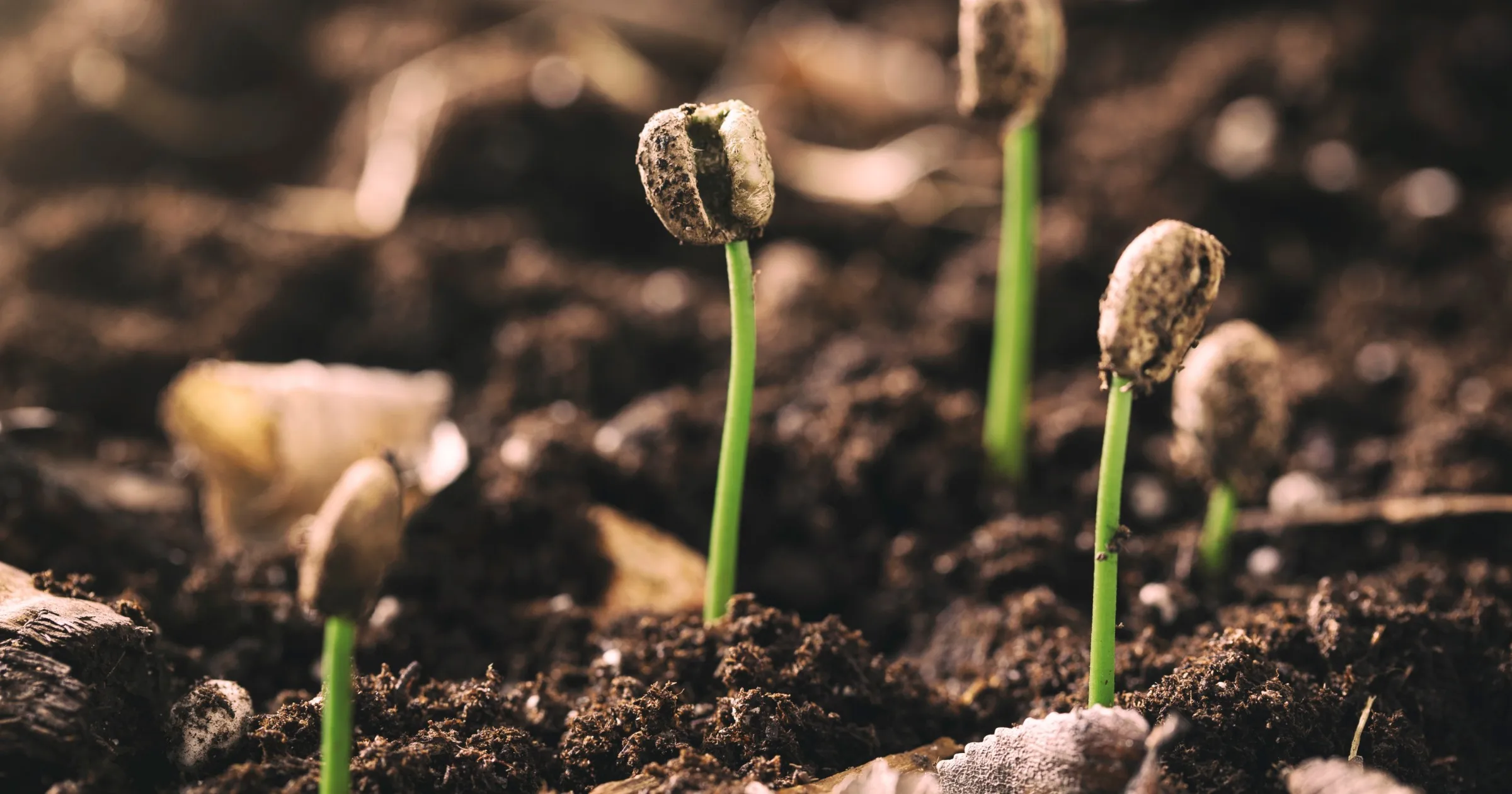 Coffee Bean Seedling at Coffee Farm