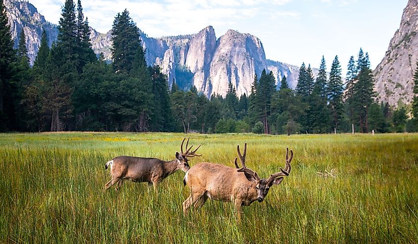 9 Best Destinations For Wildlife Spotting in California