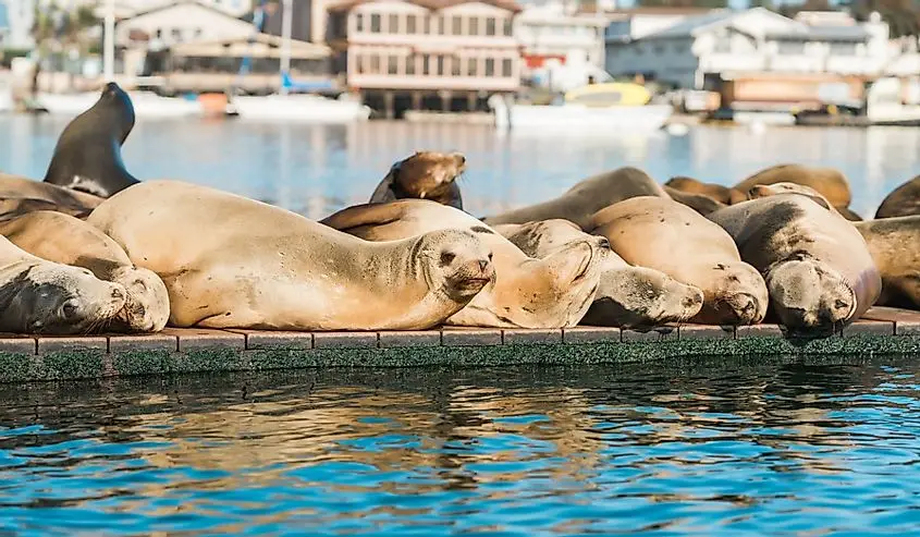 Seal colony at Morro Bay, California Central Coast