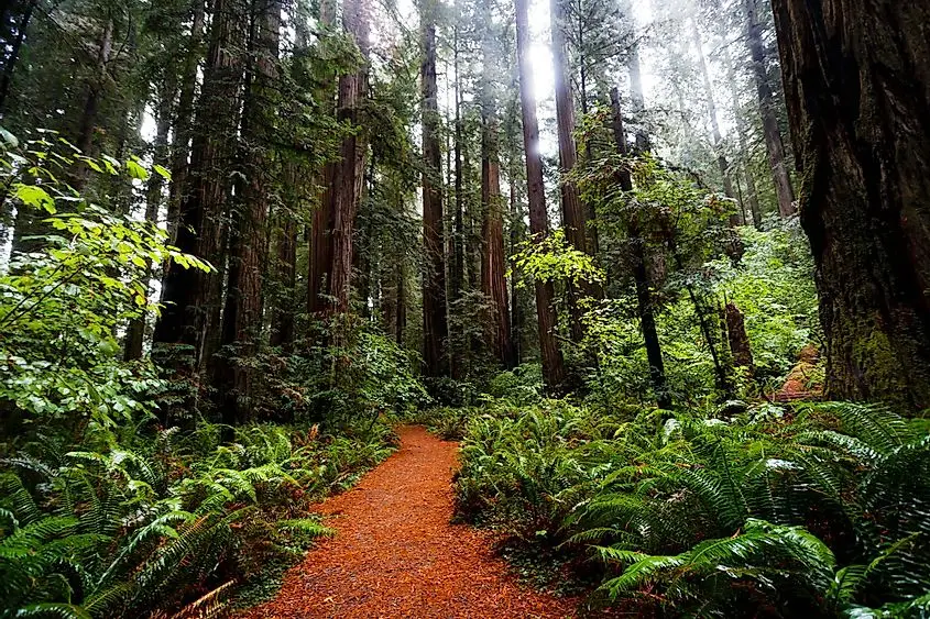 Towering redwood trees are a staple of the Northern California landscape.