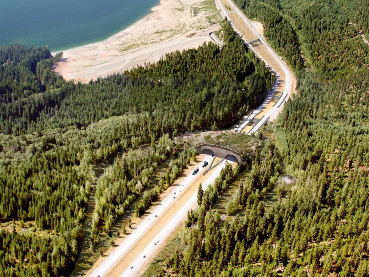 Earth Day success story: Wildlife crossings keep animals and people safe