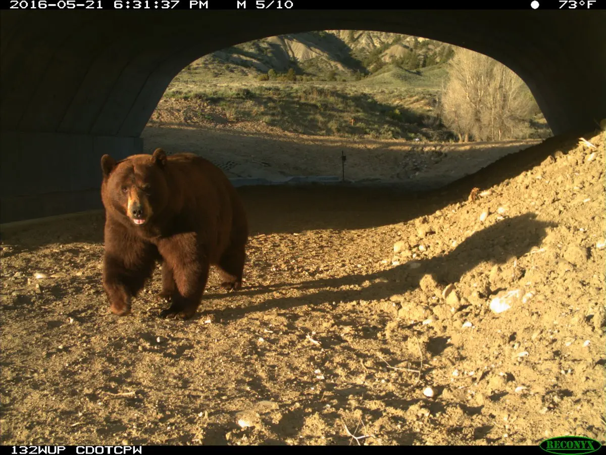 black bear wildlife crossing