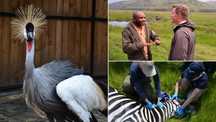 This Earth Day, meet the dancing wildlife doctor working to save animals across Rwanda