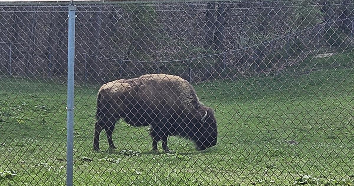 Wildlife Center animals