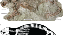 Largest known madtsoiid snake from warm Eocene period of India suggests intercontinental Gondwana dispersal