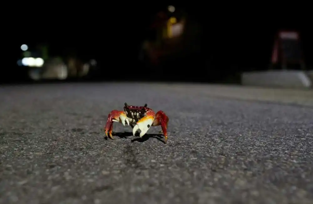 Some 475 million vertebrate animals die on Brazilian roads every year