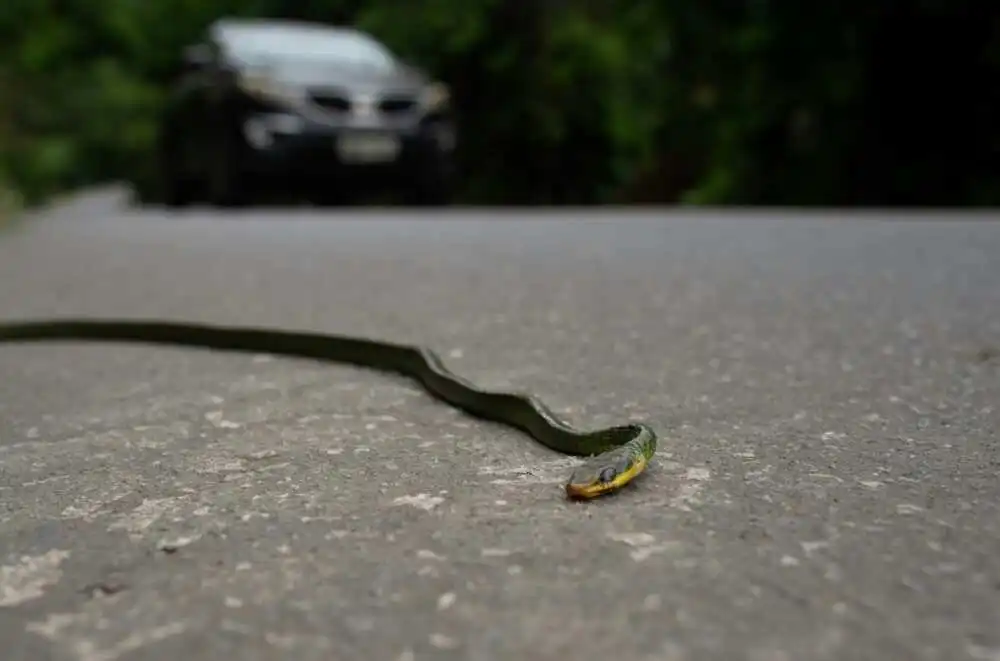 About 16 wild animals become roadkill every second in Brazil, the world's most biodiverse country About 16 wild animals become roadkill every second in Brazil, the world's most biodiverse country