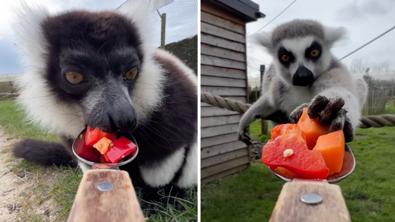 Spoon Feeding Animals As Seen Through the Spoon’s Point of View