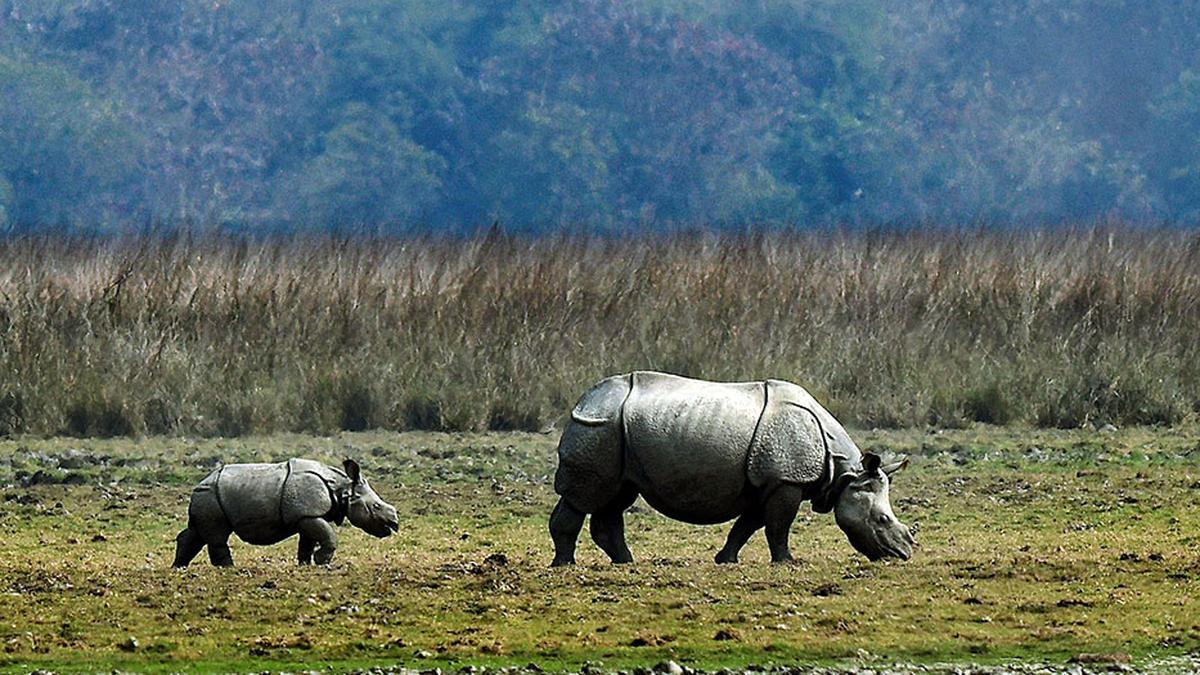 No forests or wildlife will be left if animal-human conflicts are not resolved, SC warns