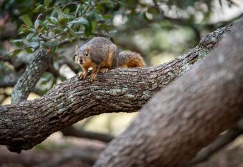 Students Gather Data On Campus Squirrels As Part Of Urban Wildlife Research Effort