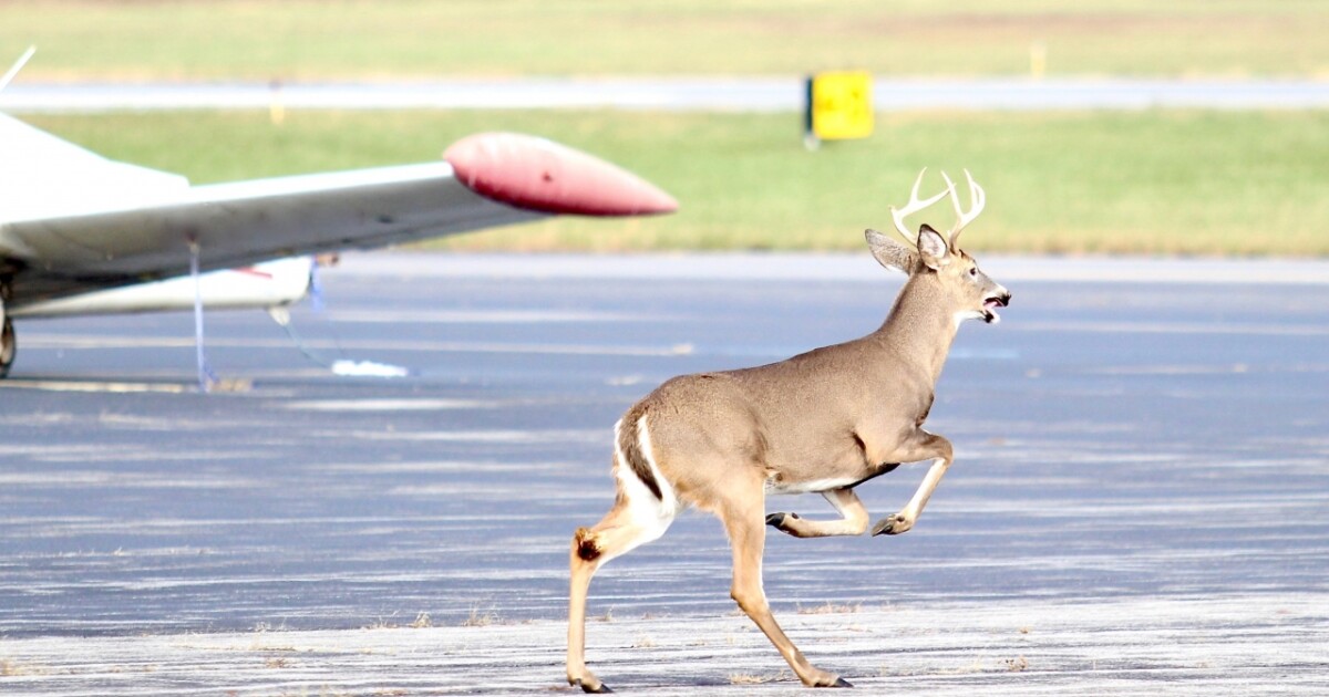 4-legged robot to help deter wildlife strikes at Alaska airport