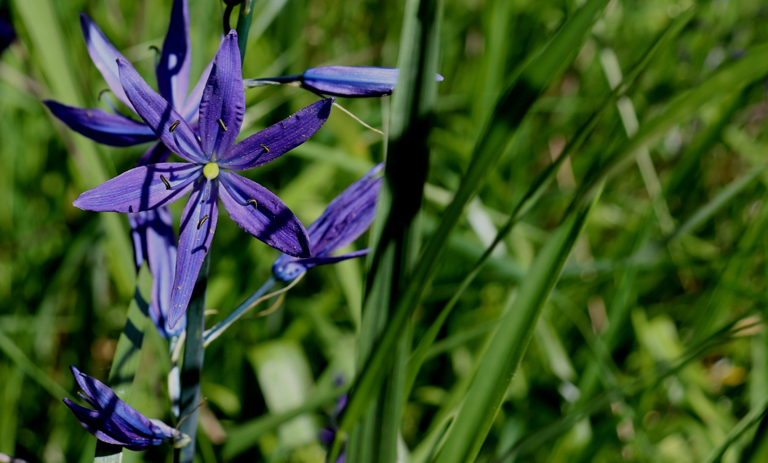 Corvallis Science & Nature: Spring Birds and Camas Blooms Arrive