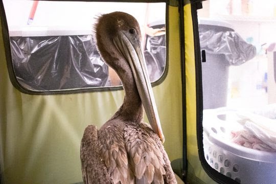 Santa Barbara Wildlife Care Network is Experiencing a Pelican Event