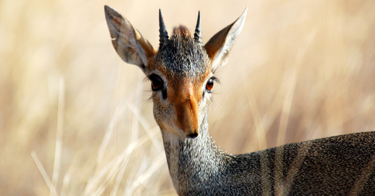 Fascinating Wildlife And Animals In Kenya