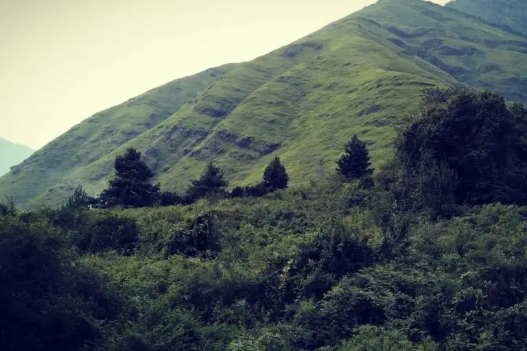 Dachigam National Park, which is known for housing wild animals in Kashmir: Photo by Mudassir Kuloo/Mongabay