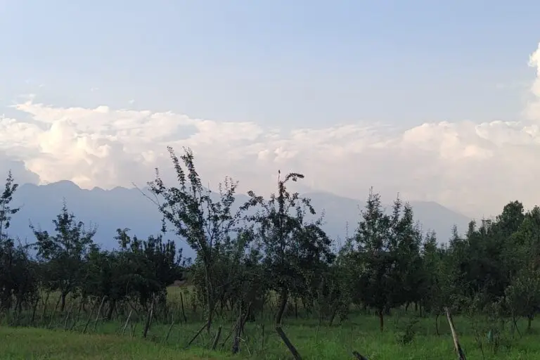 People turning their paddy fields into orchards in Kashmir. Photo by Mudassir Kuloo/Mongabay