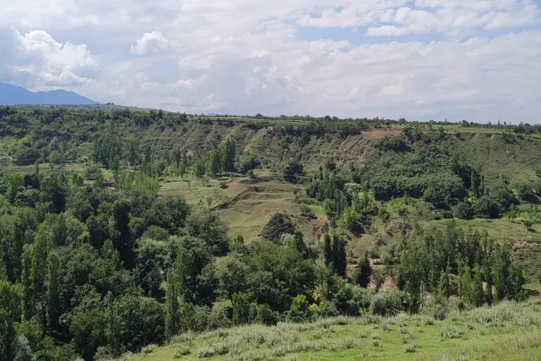 A view of a forest in Kashmir. Photo by Mudassir Kuloo/mongabay