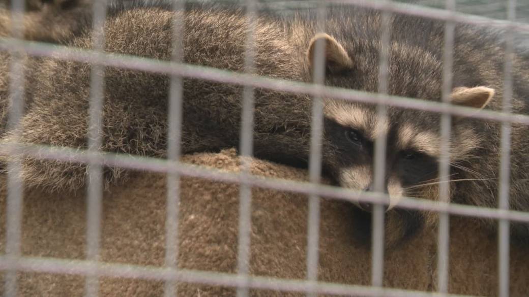 B.C. wildlife centre that cares for injured, orphaned animals in dire need of donations