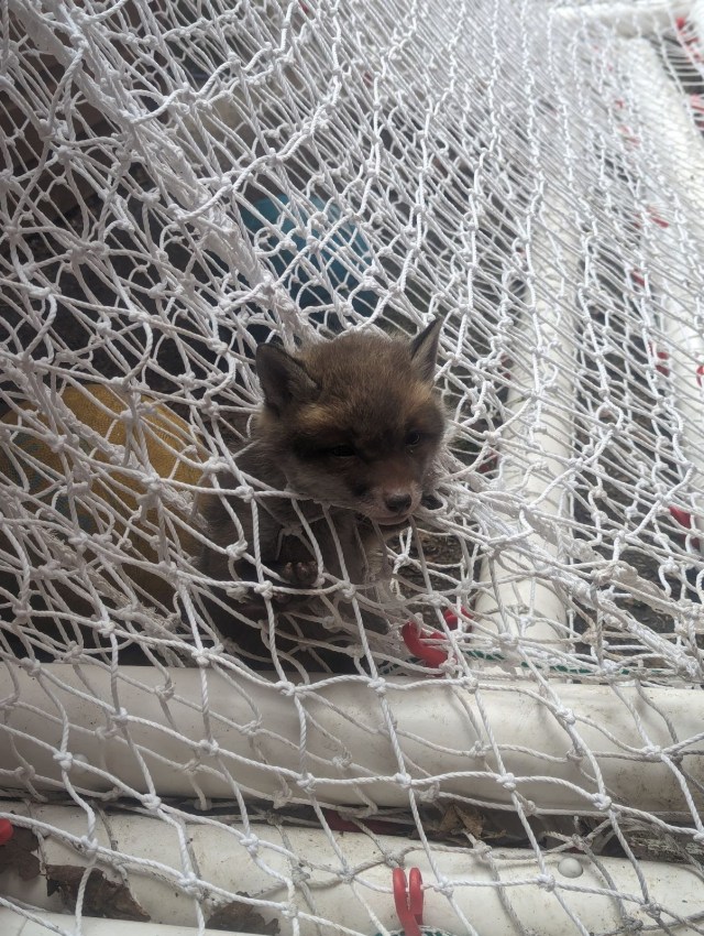 Call for netting to be put away after wildlife and pets rescued across London