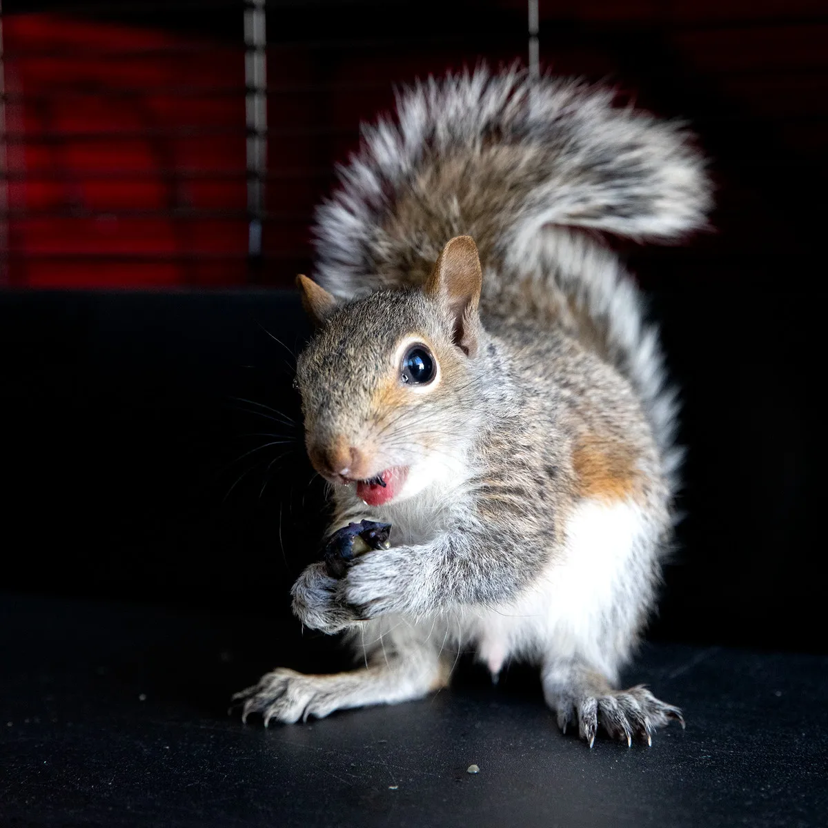 A baby squirrel eats a blueberry.