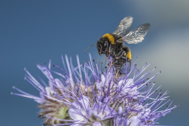 Do insects have an inner life? Animal consciousness needs a rethink