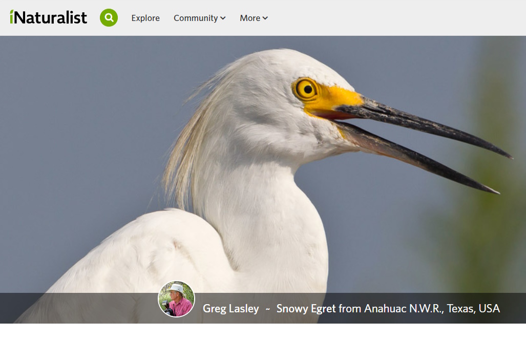 City Nature Challenge calls on ‘community scientists’ to document the wild within city limits