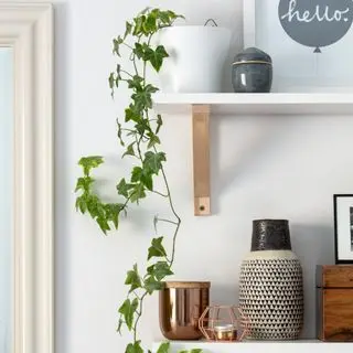 Potted English ivy plant