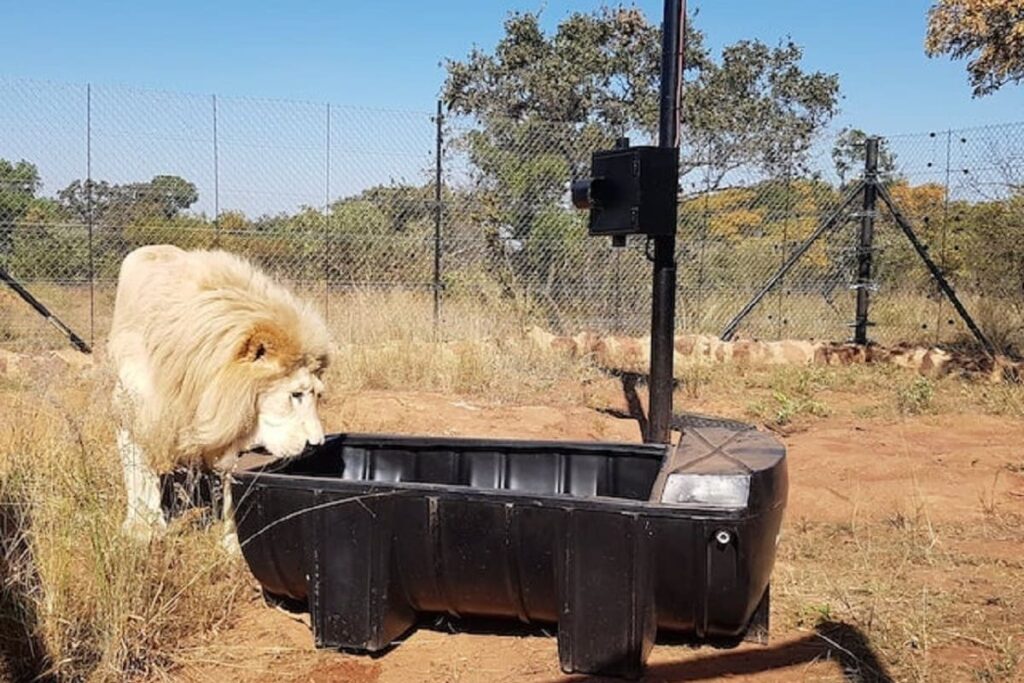 Wildlife Photographer Wakes Up From A Nap Under A Tree With… A Sleeping Cheetah Against Him