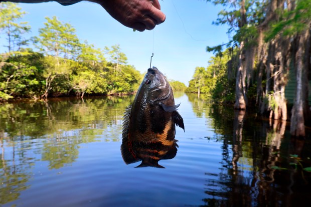 Jeff Corwin teams with Miccosukee to combat ‘super-aggressive’ invasive fish