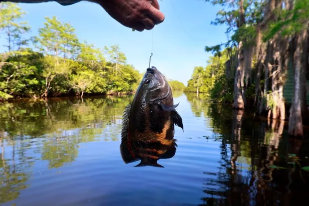 Jeff Corwin,host of Wildlife Nation, catches an invasive fish in the Everglades on Saturday, April 20, 2024. Corwin was participating in the the 5th Annual Removal of the Swamp Invaders Fishing Tournament presented by the Miccosukee Tribe of Indians of Florida, (Mike Stocker/South Florida Sun Sentinel)