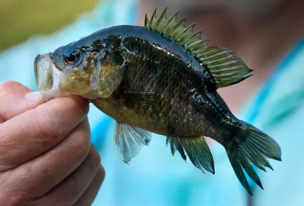 Jeff Corwin,host of Wildlife Nation, displays a fish he caught in the Everglades on Saturday, April 20, 2024. Corwin was participating in the the 5th Annual Removal of the Swamp Invaders Fishing Tournament presented by the Miccosukee Tribe of Indians of Florida, (Mike Stocker/South Florida Sun Sentinel)