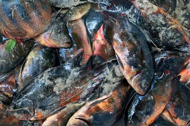 Invasive fish are sorted and weighed during the 5th Annual Removal of the Swamp Invaders Fishing Tournament presented by the Miccosukee Tribe of Indians of Florida on Saturday, April 20, 2024. (Mike Stocker/South Florida Sun Sentinel)