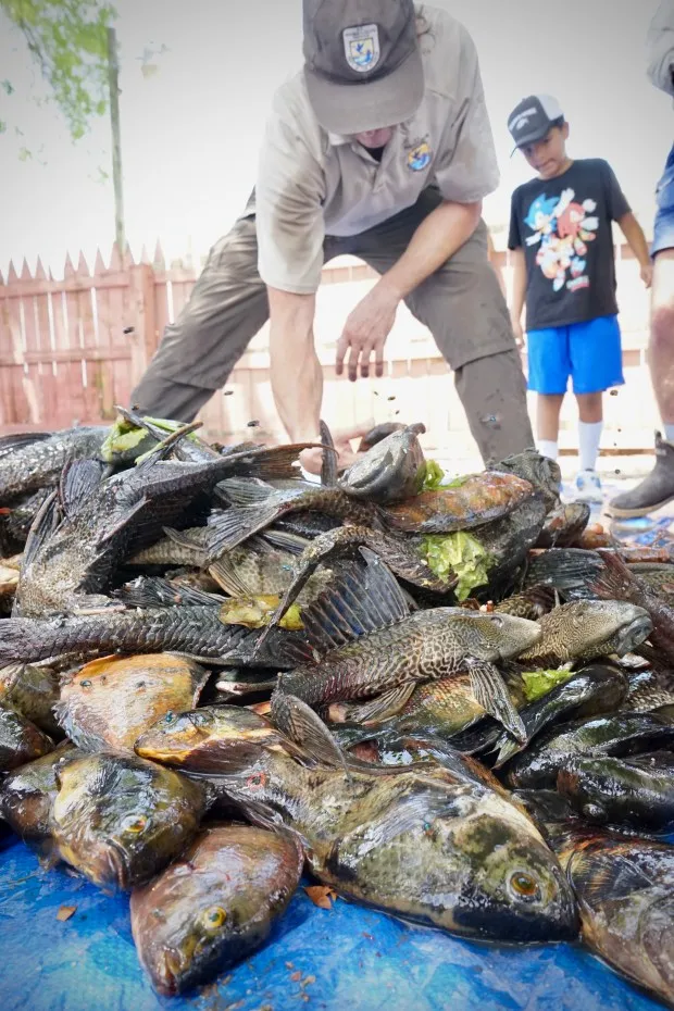 A wildlife officer sifts through dozens of species of nonnative fish caught in the Miccosukee Tribe's 5th Annual Removal of the Swamp Invaders Fishing Tournament, which was held on Friday and Saturday, April 19th and 20th, 2024, in the Everglades. (Bill Kearney/South Florida Sun Sentinel)