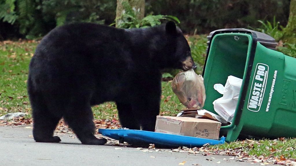 Bears, coyotes, raccoons: State sees rise in calls for aid due to wild animals