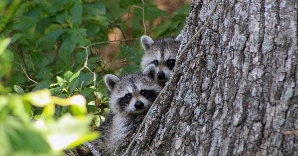 Beware of ‘rescuing’ baby wildlife