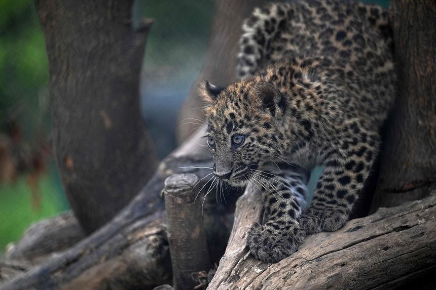 Pakistan’s ‘horror zoo’ reborn as rehab centre for abused wildlife