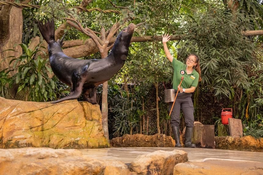 From pet sitting to training sea lions at the Singapore Zoo: How she found her passion as a wildlife champion