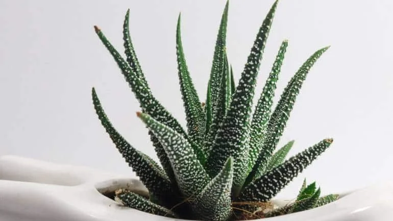 Aloe vera: Aloe vera not only stores water in its leaves, making it low-maintenance, but also possesses medicinal properties. The gel inside the leaves contains bioactive compounds like vitamins, minerals, and antioxidants, and it can soothe minor skin irritations, including sunburns (Image: Canva)